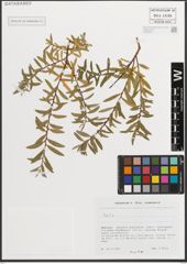 Foto von Salix L.